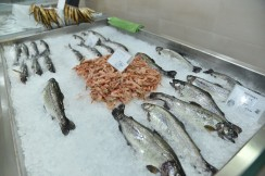 Hapet solemnisht tregu i peshkut në Ulqin